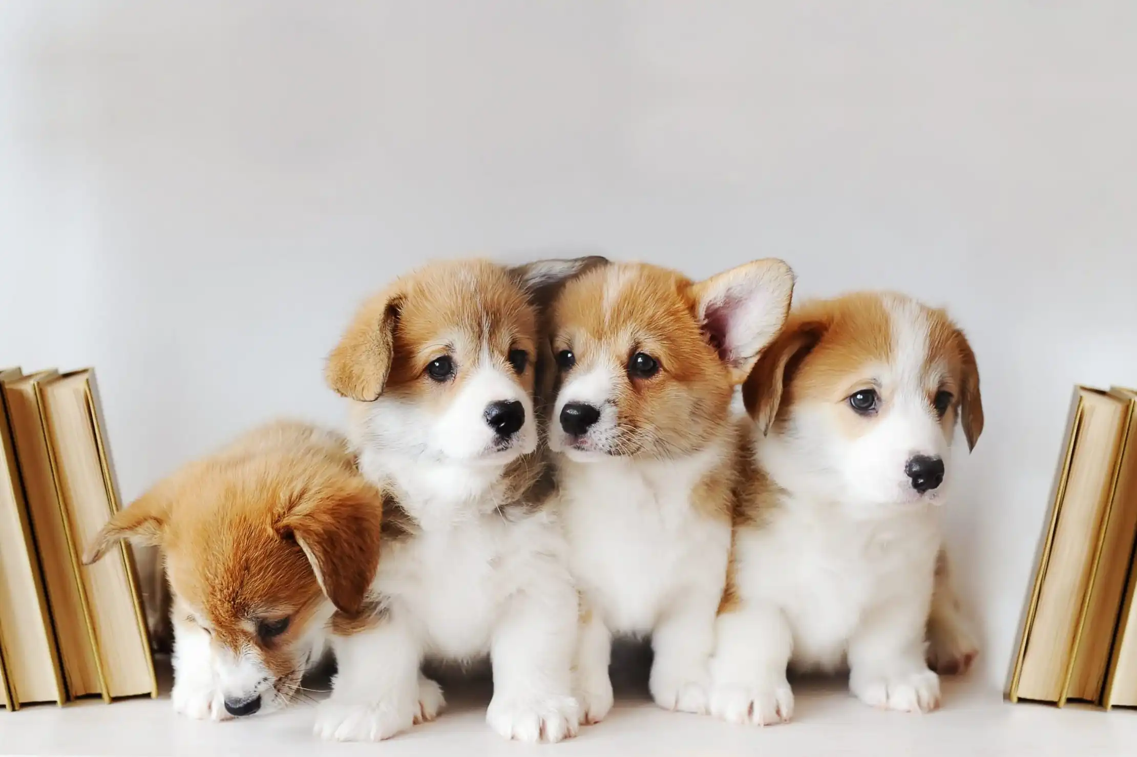 Featured image for “I love puppies”